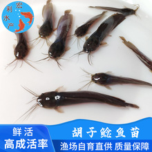 广州鱼苗场批发胡子鲶鱼苗 塘角鱼苗 胡子鲶滑鱼 本地胡子鲶鱼苗