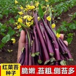 红菜苔种子四季蔬菜苔油菜心种籽菜薹油绿叶菜抽心油菜种子