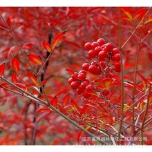 别墅绿化丛生形南天竹 园林绿化苗木庭院植物 苗红天竹盆栽盆景