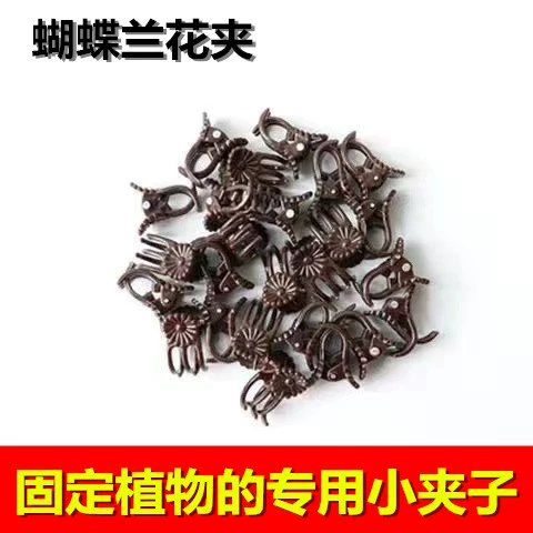 Фаленопсис кронштейн стойки в форме стойки в форме стойки садоводства цветочные цветы