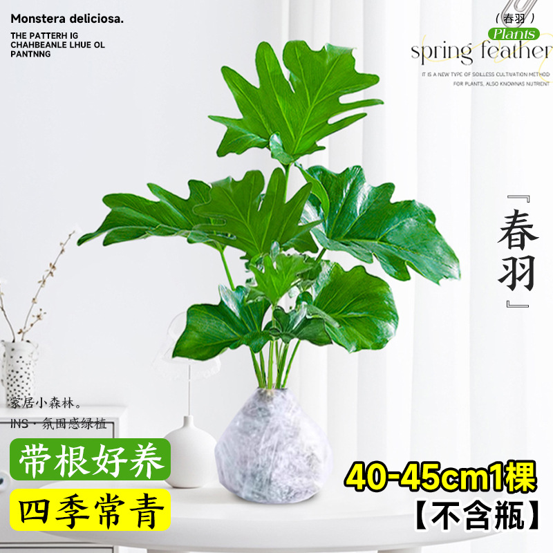plantas de hidroponía de bambú de tortuga en el interior en cuatro estaciones buenas plantas verdes pequeñas en sala de estar hojas grandes plantas de maceta de pila vieja eliminación de formaldehído