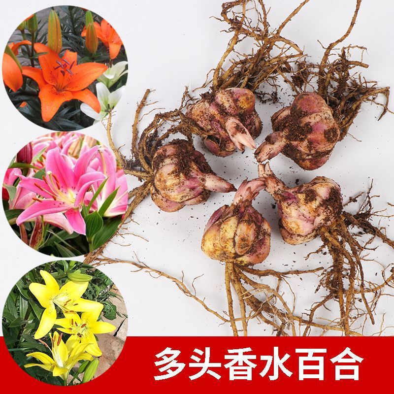 【百合种球】香水百合种球郁金香种球水仙朱顶红种球香水铃兰苗