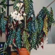 鳟鱼秋海棠粉旗鱼海威进口 ins风网红绿植盆栽室内阳欧式植物花卉