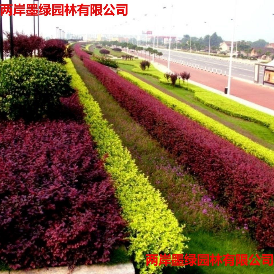 Саженцы лигустиума с золотыми листьями, саженцы лигустиума с мелкими листьями, саженцы для озеленения дворовых домов, оградительные стены, уличные морозостойкие вечнозеленые растения круглый год.