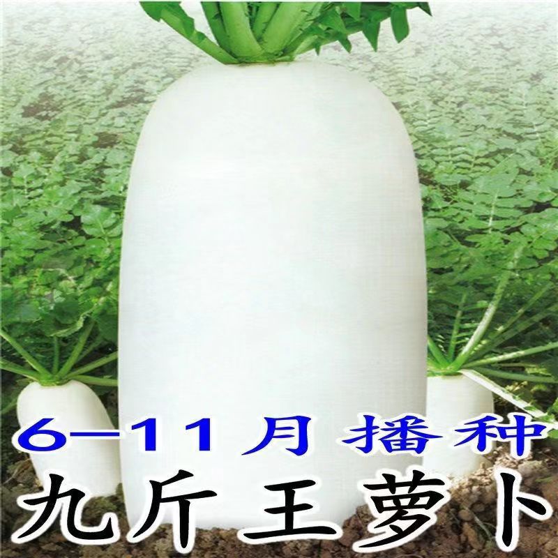 九斤王种子白萝卜种籽蔬菜种子不空心春不老种子四季秋季播种