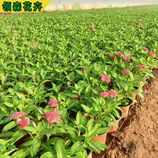 Periwinkle Blooms Every Day, Potted Plants Bloom in All Seasons, Seasonal Grass Flowers, Periwinkle Garden Flower Bed Rentals, Periwinkle Cup Seedlings