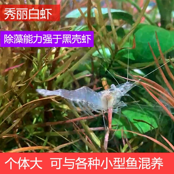 Aquatic Algae-Eating White Shrimp for Freshwater Tanks, Sizes 2–5 cm, Multiple Pack Options