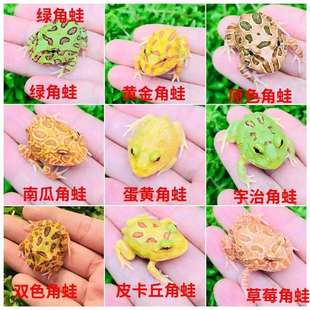 ���ܻ����S��G�����Ϲ�ݮƤ��������С���܌����^�p�ܰ���