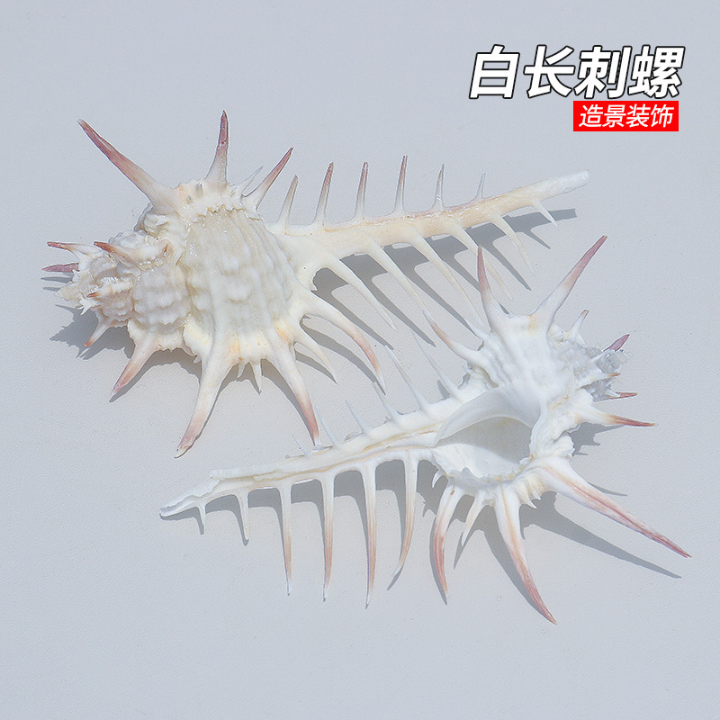 Wholesale natural shell conch white long snail fish tank landscaping decoration shooting props diy creative specimen ornaments