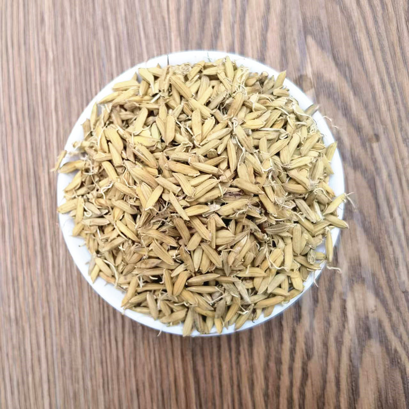 Dried Rice Sprout Dao Ya Whole Sprouted Grain Raw Herb for Decoction and Tea quality and texture