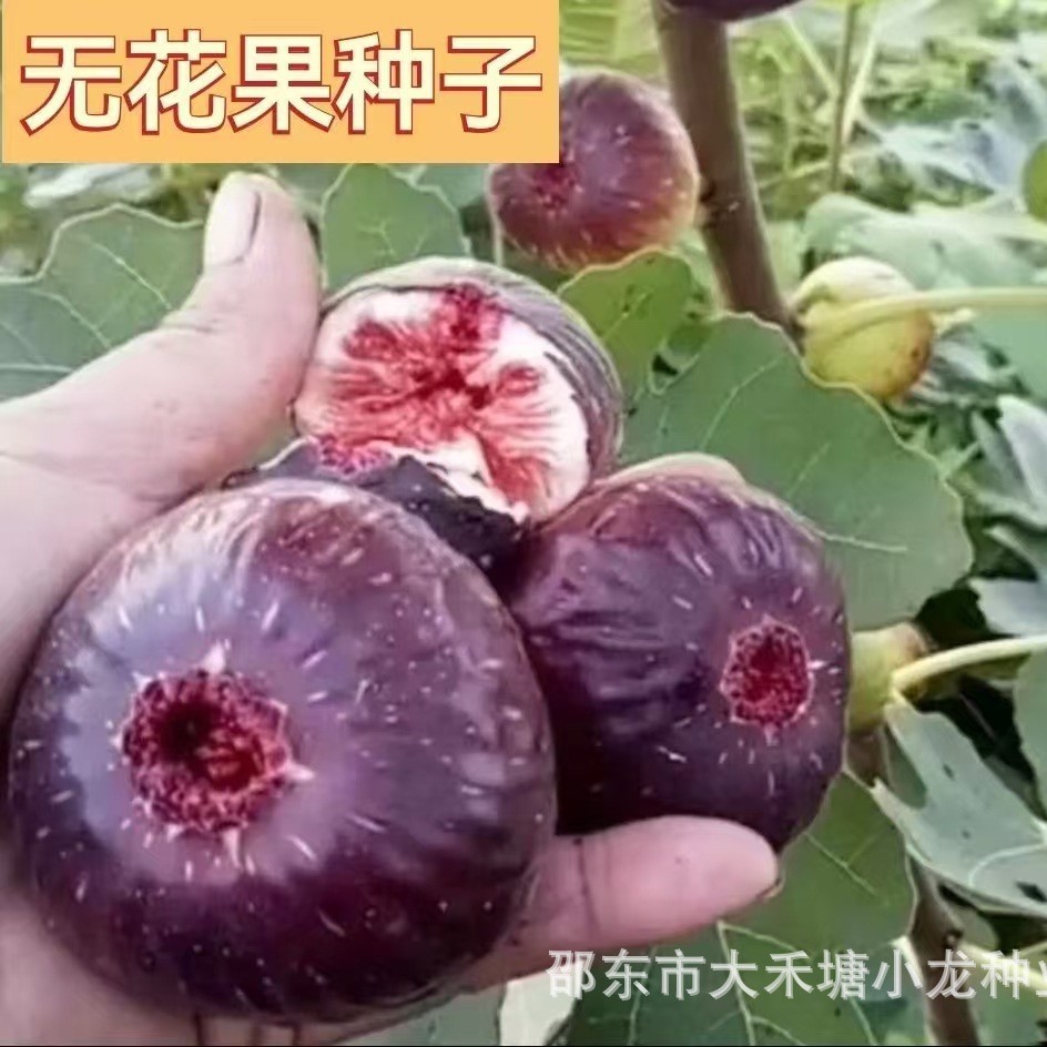 四季无花果种子阳台庭院盆栽无花果树苗种籽蜜果多年生春秋播蔬菜