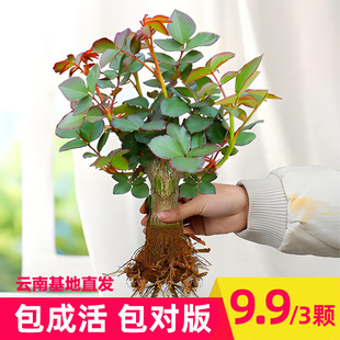 Dropshipping Polaris Rose Yunnan Straight Hair Rose Seedlings Rose Old Root Cut Flower Corolla Four-Season Potted Plant