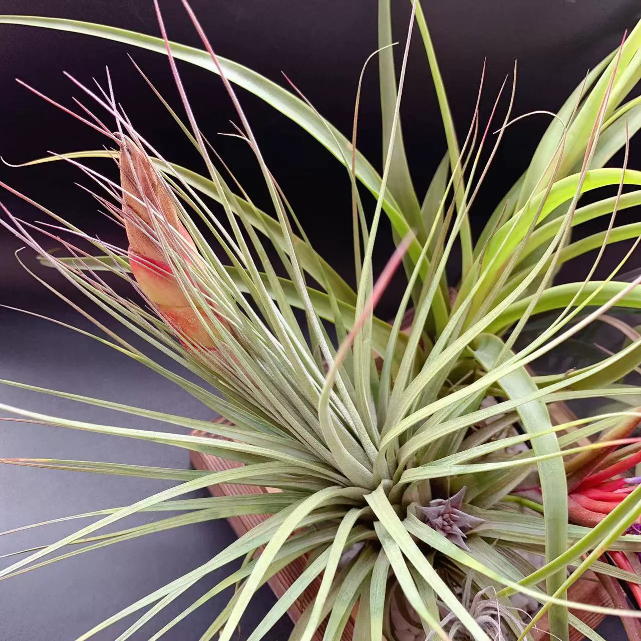 Dabao измельченная свинина Double Ruth, зеленая посадка, воздух ананас редкий сорт Ленивые растения