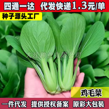 四季鸡毛菜菜籽种春秋速生上海青小白菜种孑阳台盆栽蔬菜种子大全