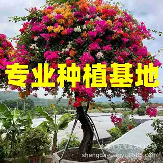 重庆造型多色三角梅桩景 四川红花三角梅老桩浙江五雀三角梅盆景