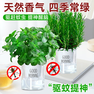 ����������ÿ�ʳ���Ե����҃���òݴ���Gֲ���ʱ����~ˮ��ֲ��