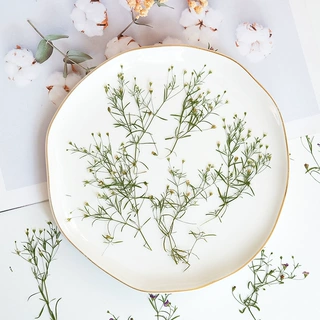 吉普赛满天星霞草干花压花滴胶装饰画标本画团扇杯垫水晶香薰押花