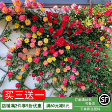 蔷薇花苗爬藤四季室外庭院藤本月季花苗大花爬墙植物花卉盆栽开花
