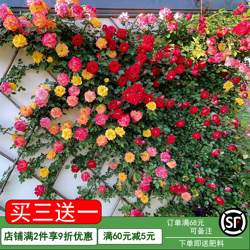蔷薇花苗爬藤四季室外庭院藤本月季花苗大花爬墙植物花卉盆栽开花