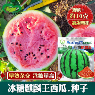 ���t�������������ϷN�� �r��˵��r���N������������s��������