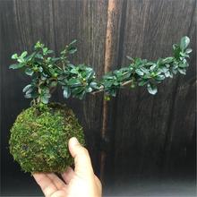 ̦޺��ˮ��ֲ���辰���������������Ѵ�������ѩ����ݸ���������