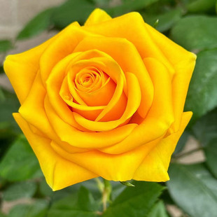 �K���m�S��õ�廨�¼������ش��л������ļ���ľͥԺ�̨����ֲ��