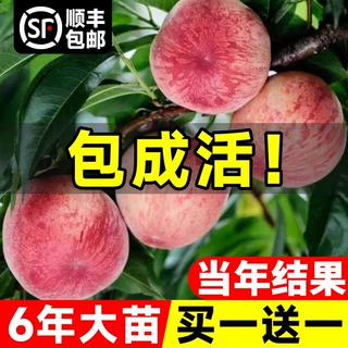 早熟水蜜桃树苗嫁接黄桃树苖南方北方种植桃树树苗当年结果果树苗