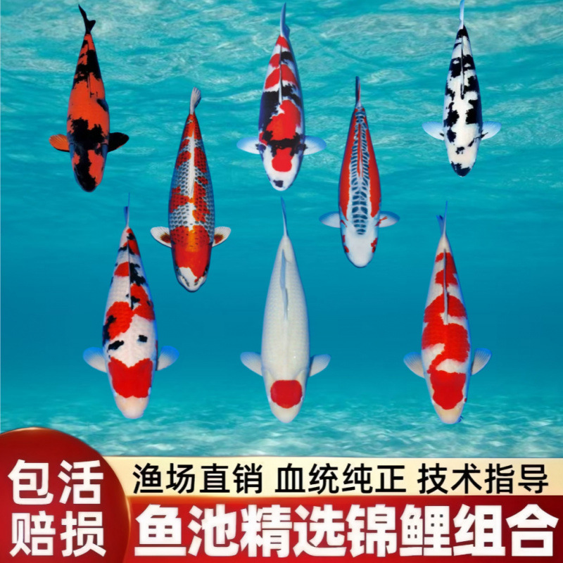 精品大正锦鲤鱼纯种组合锦鲤冷水观赏鱼招财黑金锦鲤日系花色养殖
