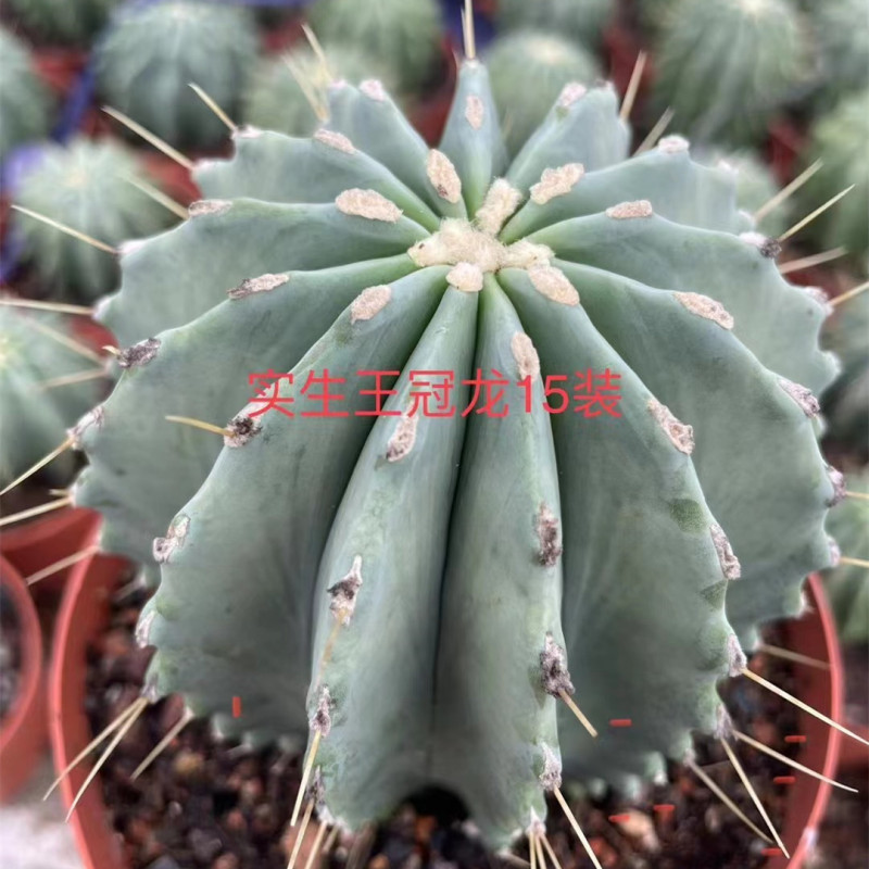 大仙人球コレクション、鉢植えの開花仙人掌、多肉植物、星兜瑞昌玉、玉龍鳳玉、玉翁|undefined