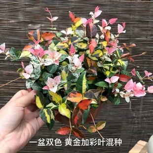 Flower and Leaf Trachelospermum, Colorful Leaf Chlorophytum, Hanging Climbing Plant, Balcony Courtyard Green Plant, Flower, Cold-Resistant, Purifying Air