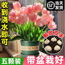 水培郁金香大种球花种子花卉盆栽绿植物室内百合风信子室内盆栽