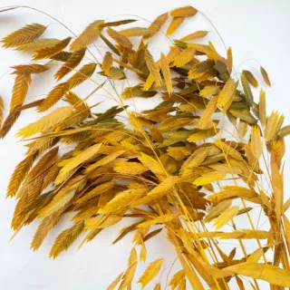 永生花小盼草干花花束清新自然家居装饰婚庆小盼草凌风草母亲节