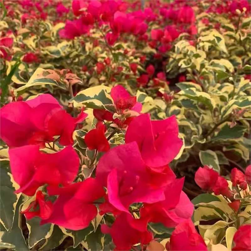 9.9 Flores frecuentes variedades de ciruela triangular en maceta jardín de plántulas es bueno para alimentar las plantas de vid de flores image 36