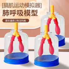 膈肌运动模型初中物理实验器材人体肺气体交换教具肺呼吸模拟器