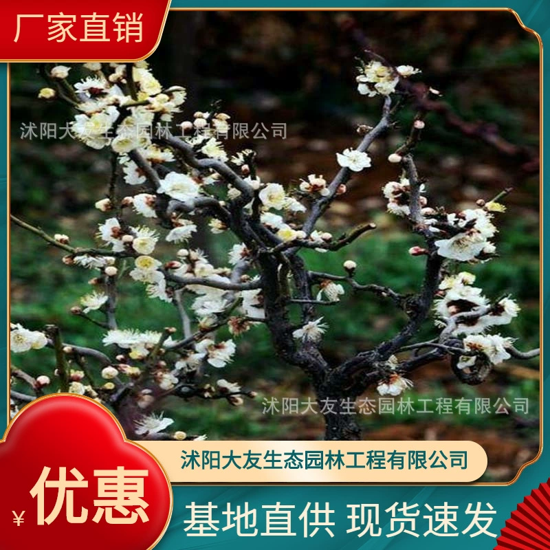 Базовая оптовая продажа собственного производства Longyou Meimiao живописное место ландшафтный дизайн дорога садовая техника озеленение саженцев