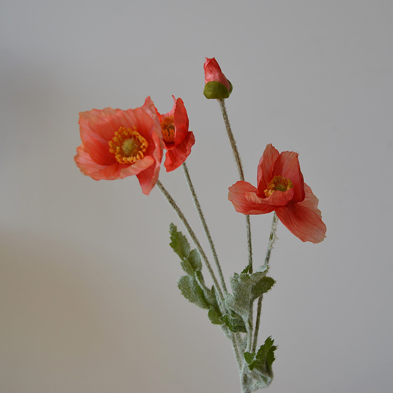 다크 코랄 핑크