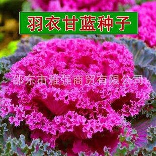 ���¸��{�^�pʳ���ز��߲˷N�� ʳ���^�p���� �����̨�����~ĵ��