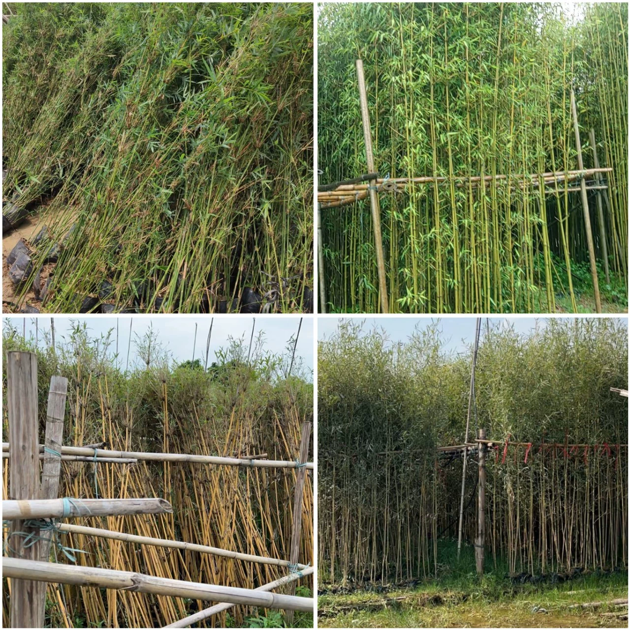 Бамбук, Зеленый бамбук, Бамбук, Золотой бамбук, Шелковый бамбук, Филярий бамбук, Декоративный садовый бамбук