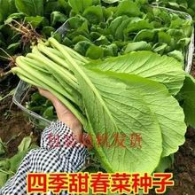 �ļ������߲˷N�ӷN�� ��Ʒ�N����˷N�� �����߲˷N�� �ļ�����