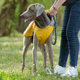Cross border pet pu raincoat pet clothes medium and large portable universal dog supplies wholesale