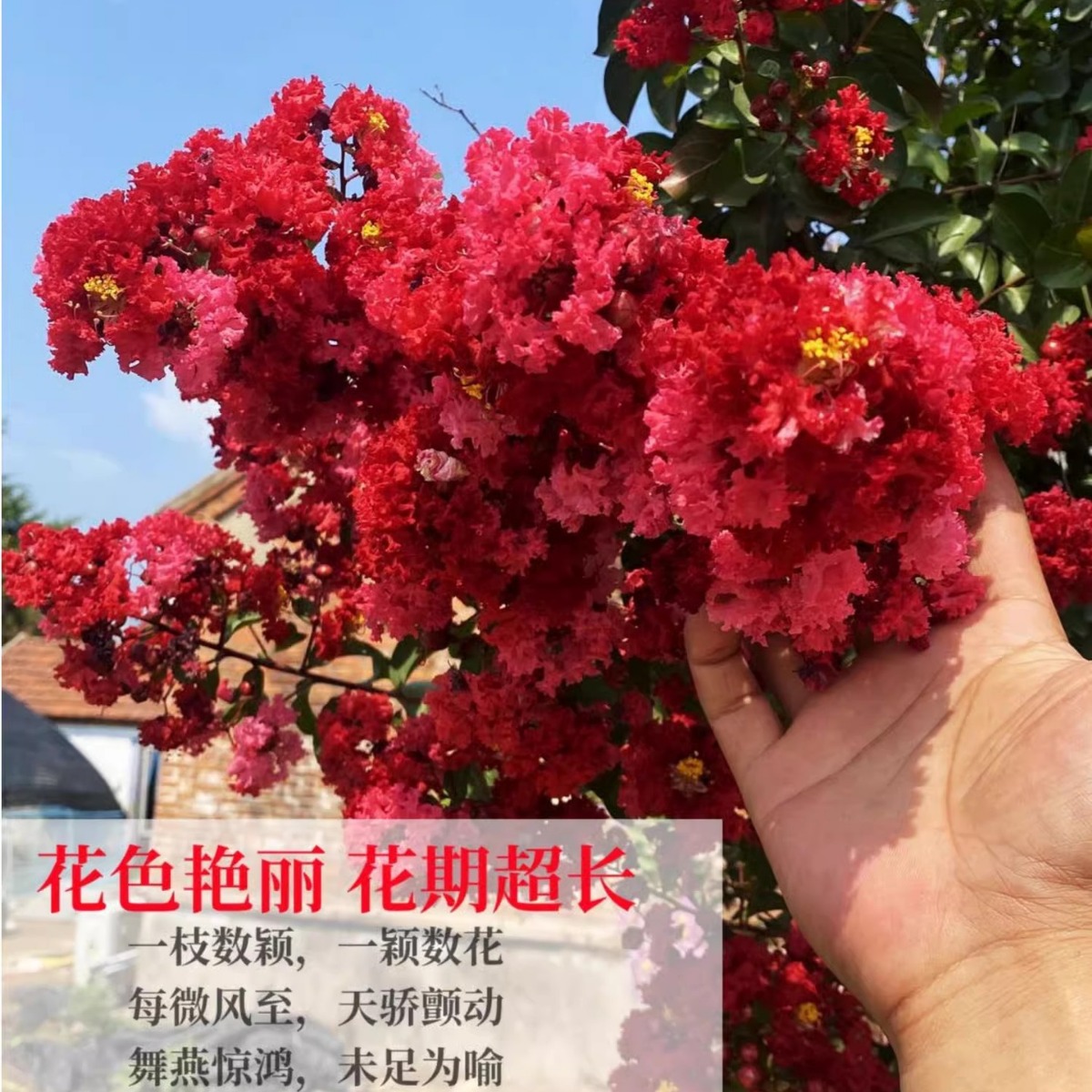 基地销售红花紫薇树苗百日红紫薇花树苗园林绿化苗木量大优惠代发