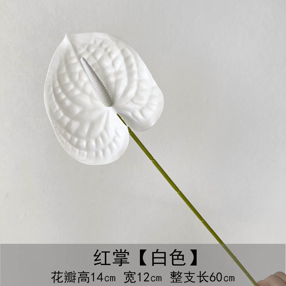 안스리움 - 화이트