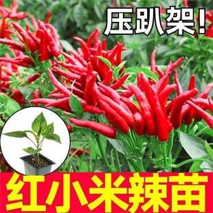 �����tС�������糯�콷�������������籬���ļ��Nֲ���Ե���ͥԺ