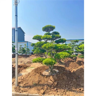 小叶黄杨树庭院别墅造型绿化独杆冬青黄杨盆景树造型黄杨树