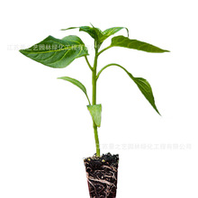 辣椒种子苗秧七彩朝天椒菜苗小米椒小米辣四季蔬菜种籽孑秧苗大全