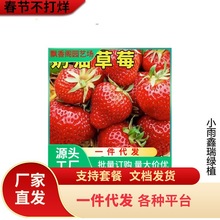 一件代发奶油草莓种籽子四季阳台盆栽草莓种子水果室内种植农家水