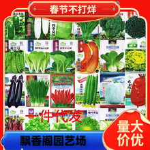 一件代发菜种籽种植蔬菜种子四季辣椒小香葱芹菜萝卜生菜菠菜韭菜