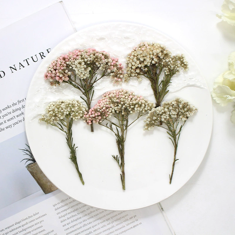 Рисовые цветы сушеные цветы с тиснением настоящие цветы ручной работы