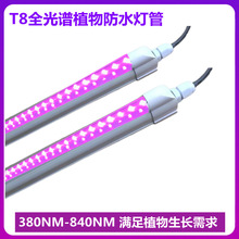 ȫ���Vֲ�����L��T8����ˮ���ܴ����߲˽M������t�{���18�ߏS��