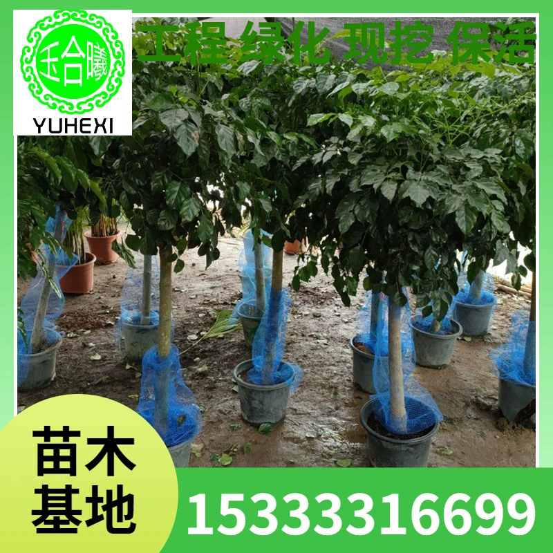 Большое зелёное растение, счастливое дерево, бонсай в горшке, цветок для гостиной или офиса, вечнозелёное растение круглый год